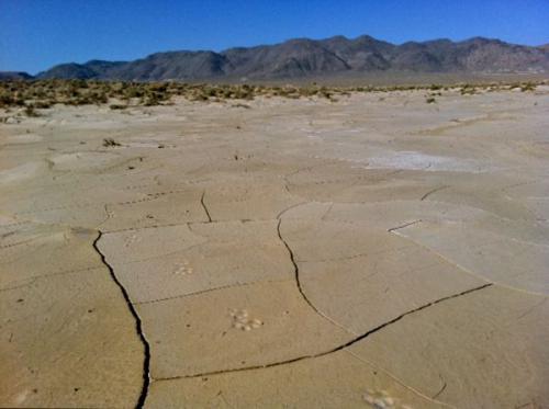 Lapi_0.jpg