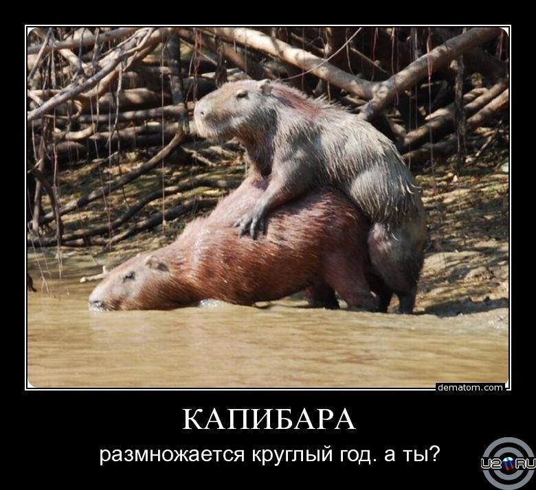 Так держать
