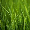 аватар: GreeN